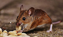 24 Hour & Emergency Exterminators in Spencer Mountain, NC